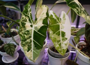 Read more about the article Mixing Your Own Potting Soil for Rare Tropical Plants & Aroids